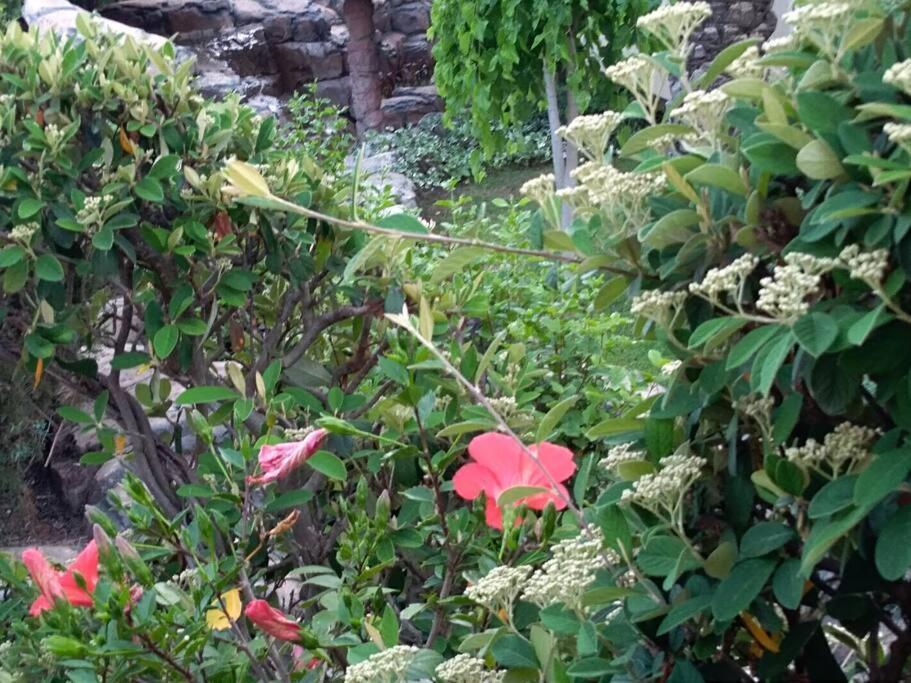 Apartment Mediterranean Garden Ριέκα Εξωτερικό φωτογραφία